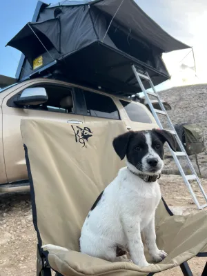 K9 Fold A Chair