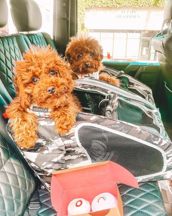 Petique 5-in-1 Pet Carrier